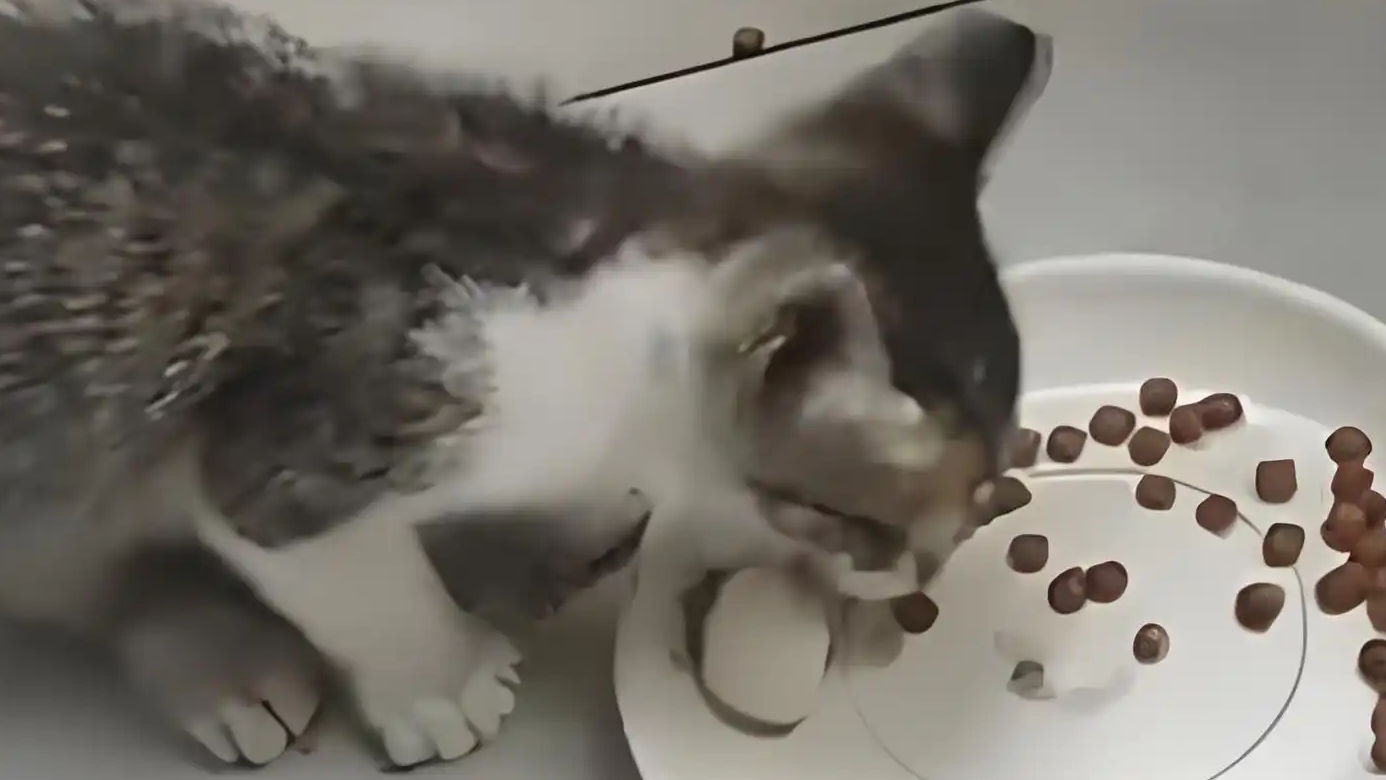 女子买猫窝到货后爬出一只猫