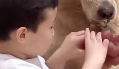 金毛叼着葡萄梗伺候小主人 没人比狗狗更期待开学