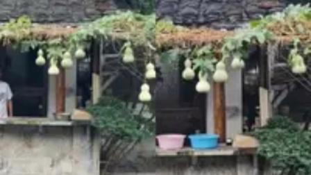 现实版“爷爷和7个葫芦娃”走红