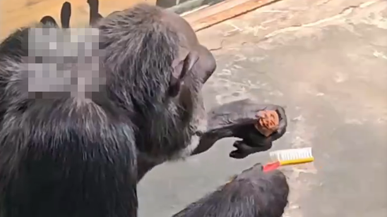 西安秦岭野生动物园黑猩猩秒变文玩玩家，梳头刷核桃样样在行