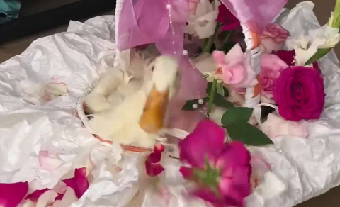 用活鸭做花束结果花都被啃了，店主：后续跟客户解释，分开摆放