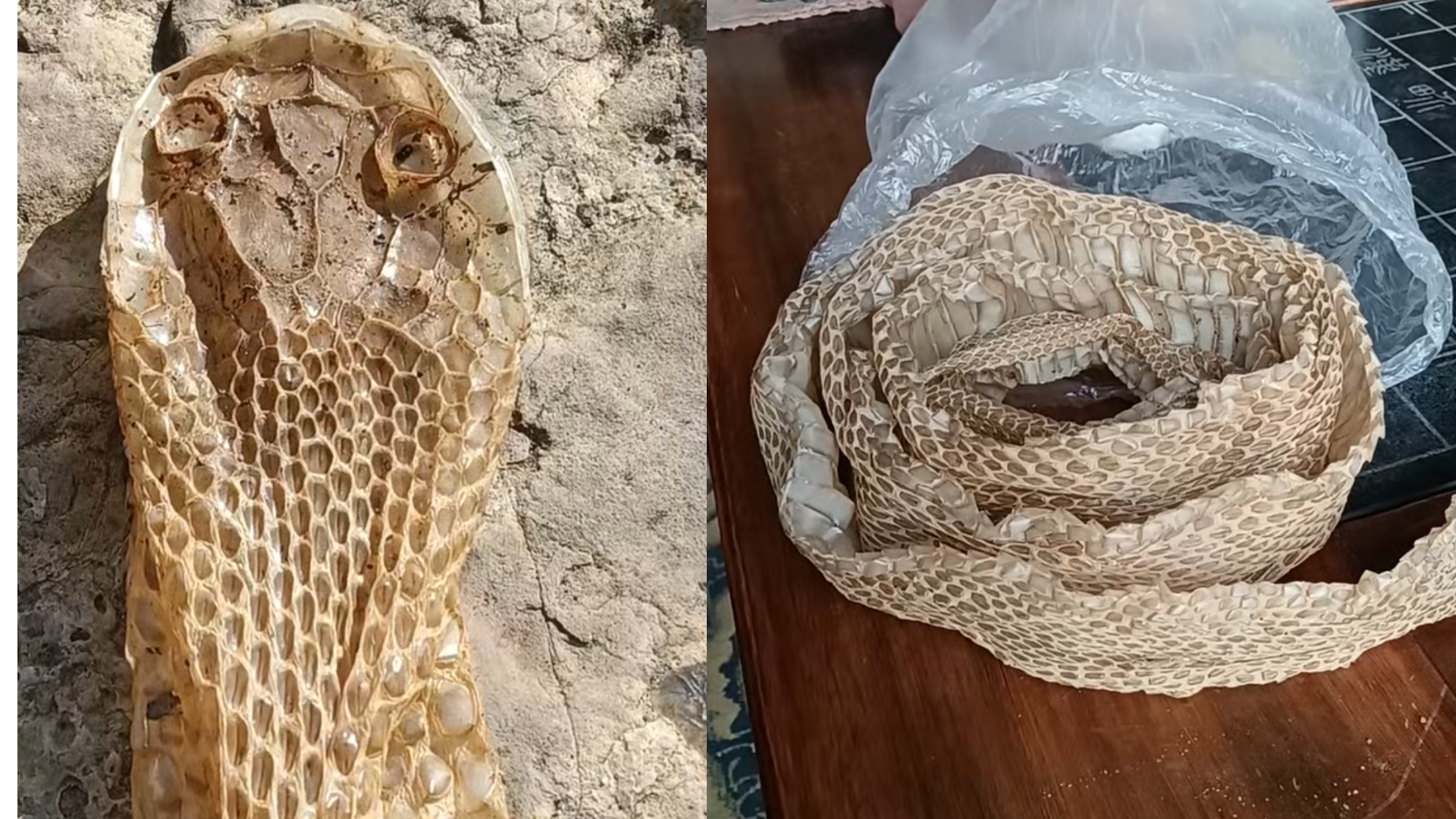 河南大哥菜地拾两米蛇蜕，欲为妻子制“爱心药”治眼疾，中医提醒：体虚者慎用