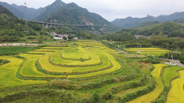 平顶山鲁山：千亩稻田染秋色 生态田园迎丰收