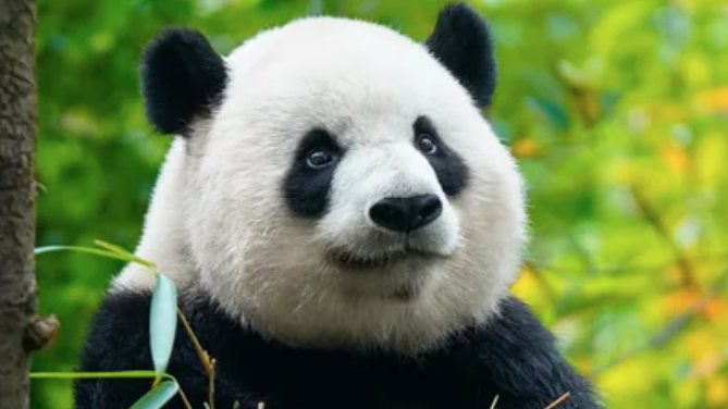 全球首例！他们给“歪脸”大熊猫整牙