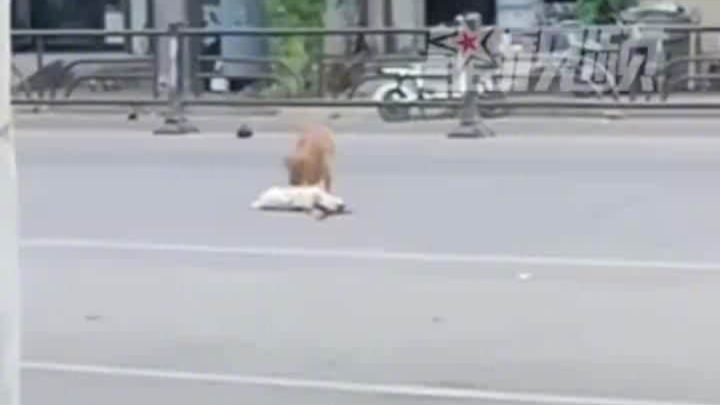 小狗在车流中拼命拖动被撞身亡的同伴 目击者：拖不动，有好心人帮忙