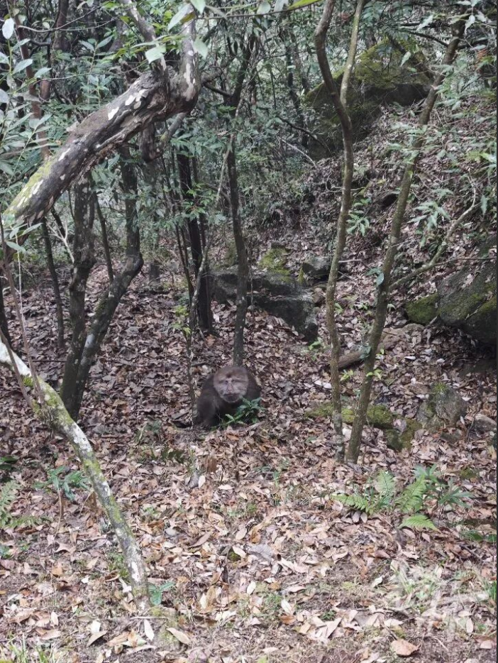 游客黄山遭群猴咬伤打八针疫苗 医生：见血即三级暴露，和狗亲吻也算三级暴露