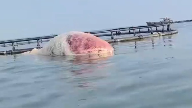 湛江一头死亡须鲸漂入养殖场，海洋局：存在鲸爆风险