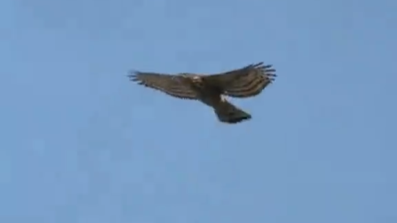 二级保护动物凤头鹰闯入鸡棚 1400多只鸡被吓死 养殖户获赔15500元