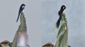 自然天成！远观以为是“古风美女”，近看竟是喜鹊与山石