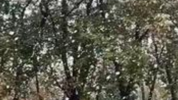 黑龙江十月初下雪啦！鹤岗一秒入冬银装素裹，南方的小伙伴还在穿短袖