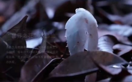 机器狗第一次进哀牢山就拍到冥界之花