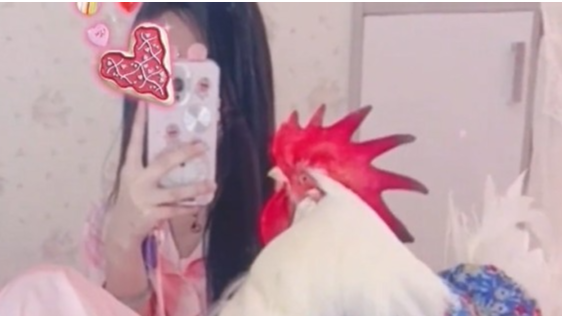 买酸奶送活小鸡，女生养了4年变25斤，每天睡到中午不打鸣