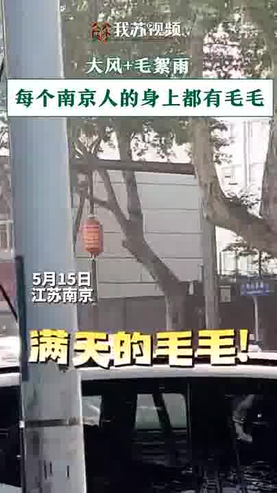 每个南京人的身上都有毛毛!网友叫苦不迭:什么时候是个头啊