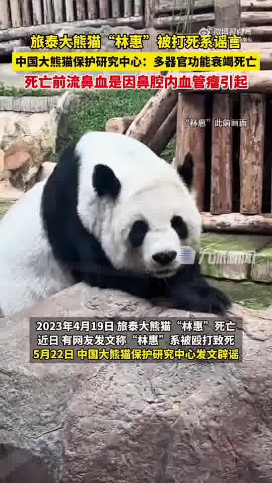 旅泰大熊猫林惠被打死系谣言,为多器官功能衰竭死亡
