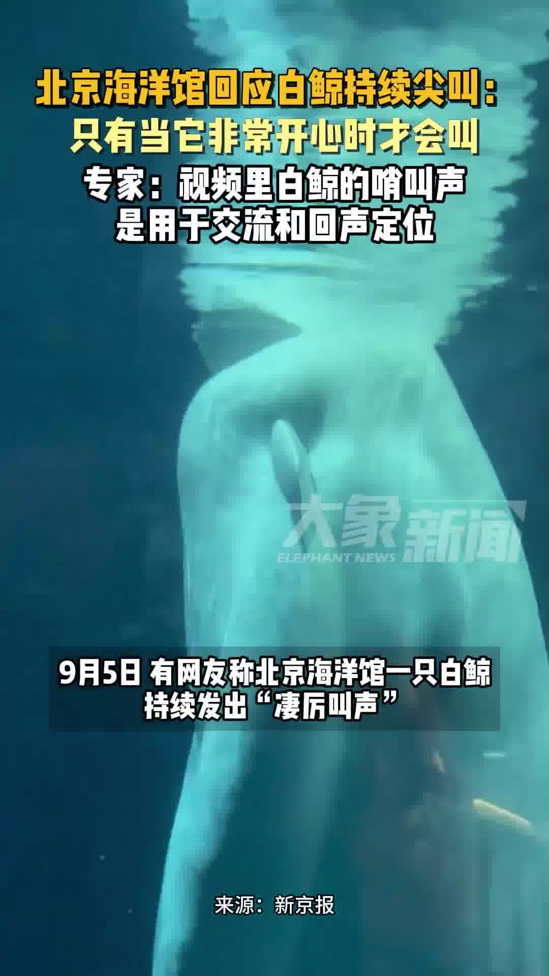 北京海洋馆白鲸长时间凄厉尖叫,饲养员回应
