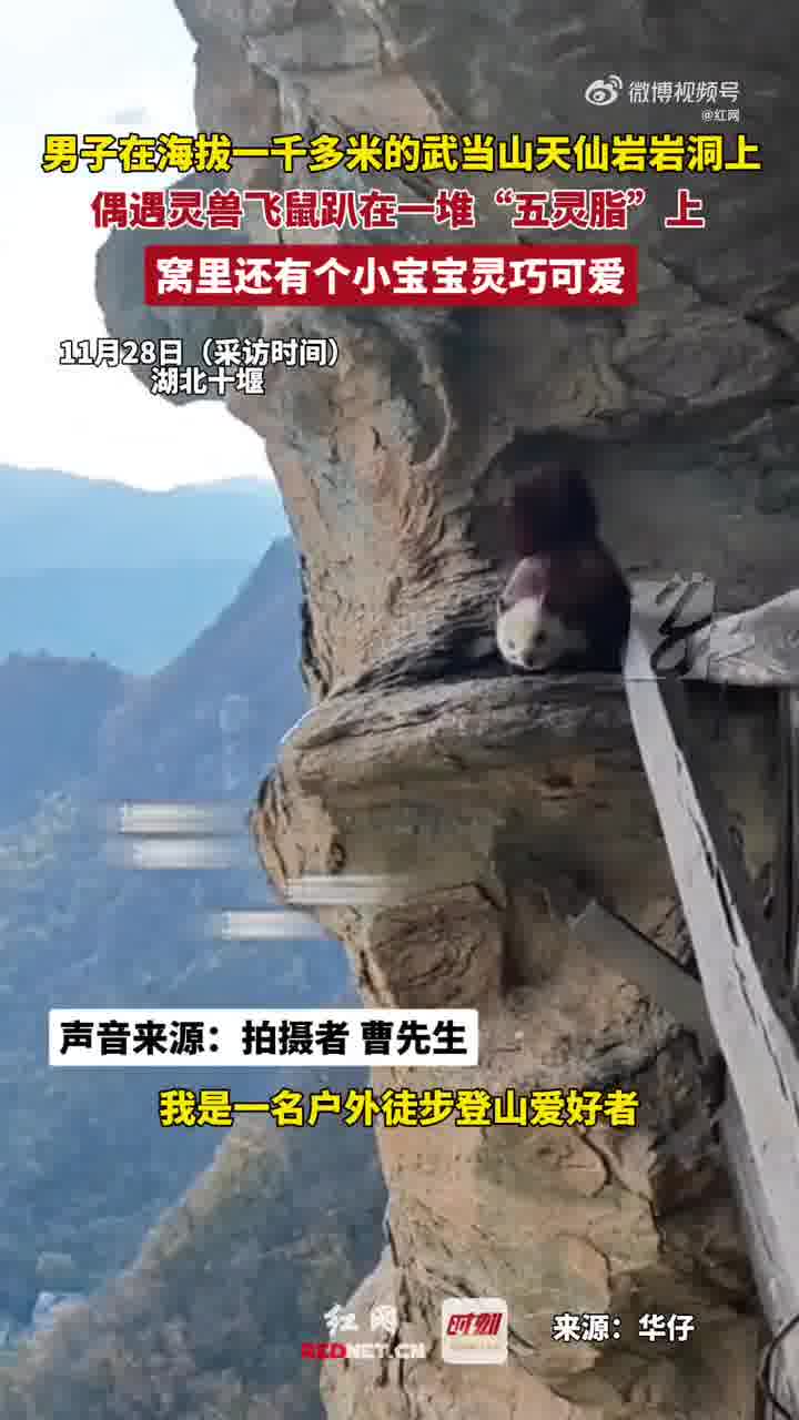 太可爱了!男子在武当山发现灵兽飞鼠