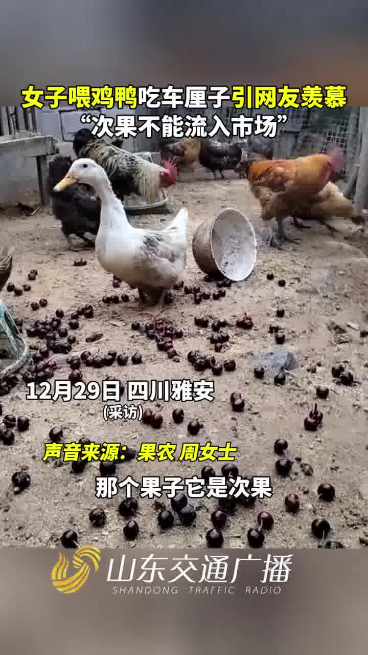 车厘子喂鸡图片图片