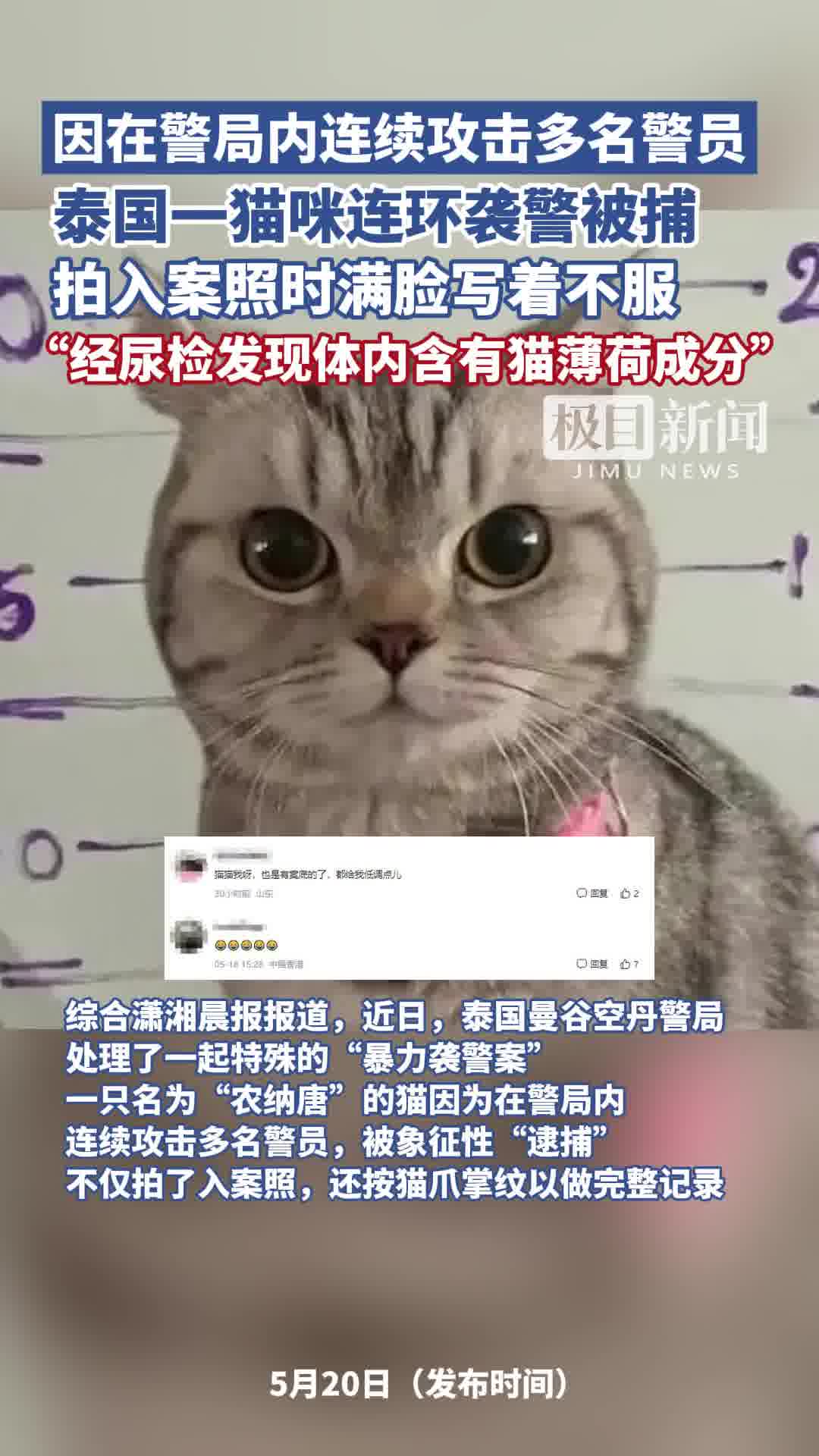 泰国猫咪袭警被捕超萌入狱照走红 满脸写着不服